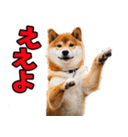 愛媛伊予弁☆わんこ（個別スタンプ：1）