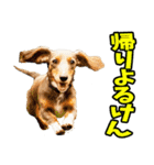 愛媛伊予弁☆わんこ（個別スタンプ：2）