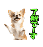 愛媛伊予弁☆わんこ（個別スタンプ：5）