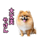 愛媛伊予弁☆わんこ（個別スタンプ：6）