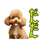 愛媛伊予弁☆わんこ（個別スタンプ：7）