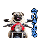 愛媛伊予弁☆わんこ（個別スタンプ：8）