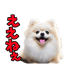 愛媛伊予弁☆わんこ（個別スタンプ：9）