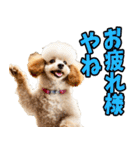 愛媛伊予弁☆わんこ（個別スタンプ：10）