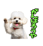 愛媛伊予弁☆わんこ（個別スタンプ：11）