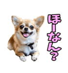 愛媛伊予弁☆わんこ（個別スタンプ：12）