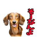 愛媛伊予弁☆わんこ（個別スタンプ：13）