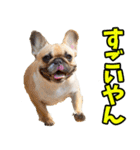 愛媛伊予弁☆わんこ（個別スタンプ：14）