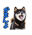 愛媛伊予弁☆わんこ（個別スタンプ：15）