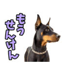 愛媛伊予弁☆わんこ（個別スタンプ：17）