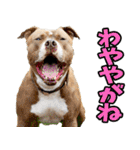 愛媛伊予弁☆わんこ（個別スタンプ：18）