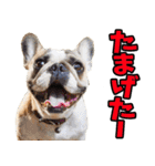 愛媛伊予弁☆わんこ（個別スタンプ：19）