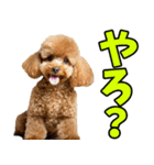 愛媛伊予弁☆わんこ（個別スタンプ：20）