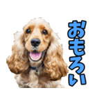 愛媛伊予弁☆わんこ（個別スタンプ：21）