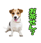 愛媛伊予弁☆わんこ（個別スタンプ：22）