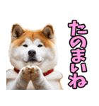 愛媛伊予弁☆わんこ（個別スタンプ：23）