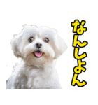 愛媛伊予弁☆わんこ（個別スタンプ：24）