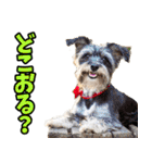 愛媛伊予弁☆わんこ（個別スタンプ：26）