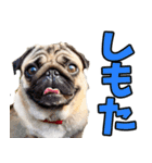 愛媛伊予弁☆わんこ（個別スタンプ：28）