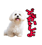 愛媛伊予弁☆わんこ（個別スタンプ：29）