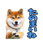 愛媛伊予弁☆わんこ（個別スタンプ：30）