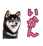 愛媛伊予弁☆わんこ（個別スタンプ：32）