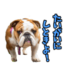 愛媛伊予弁☆わんこ（個別スタンプ：33）