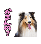 愛媛伊予弁☆わんこ（個別スタンプ：35）