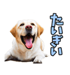 愛媛伊予弁☆わんこ（個別スタンプ：36）