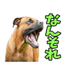 愛媛伊予弁☆わんこ（個別スタンプ：38）