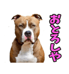 愛媛伊予弁☆わんこ（個別スタンプ：39）