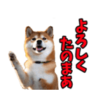 山梨甲州弁☆柴犬（個別スタンプ：1）