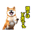 山梨甲州弁☆柴犬（個別スタンプ：2）