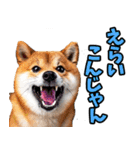 山梨甲州弁☆柴犬（個別スタンプ：3）
