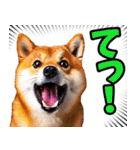 山梨甲州弁☆柴犬（個別スタンプ：4）