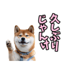 山梨甲州弁☆柴犬（個別スタンプ：5）