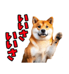 山梨甲州弁☆柴犬（個別スタンプ：7）