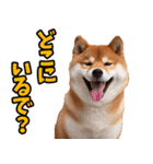 山梨甲州弁☆柴犬（個別スタンプ：8）