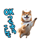 山梨甲州弁☆柴犬（個別スタンプ：9）