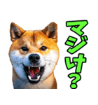 山梨甲州弁☆柴犬（個別スタンプ：10）