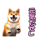 山梨甲州弁☆柴犬（個別スタンプ：11）