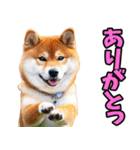 山梨甲州弁☆柴犬（個別スタンプ：13）