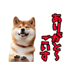 山梨甲州弁☆柴犬（個別スタンプ：14）