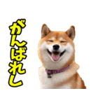 山梨甲州弁☆柴犬（個別スタンプ：15）