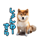 山梨甲州弁☆柴犬（個別スタンプ：16）