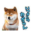 山梨甲州弁☆柴犬（個別スタンプ：17）