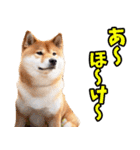 山梨甲州弁☆柴犬（個別スタンプ：19）