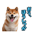 山梨甲州弁☆柴犬（個別スタンプ：20）