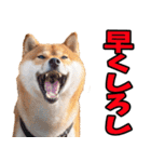 山梨甲州弁☆柴犬（個別スタンプ：24）