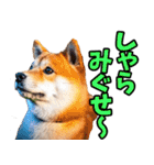 山梨甲州弁☆柴犬（個別スタンプ：25）